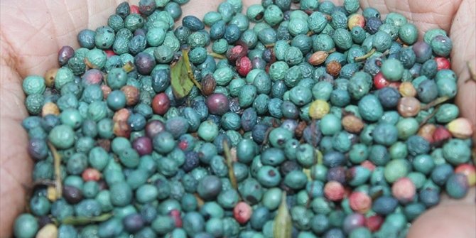 ÇİTLEMBİK, ÇİFTÇİNİN ALTERNATİF GEÇİM KAYNAĞI OLDU