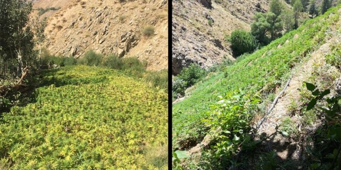 1 MİLYON KÖK HİNT KENEVİRİ ELE GEÇİRİLDİ