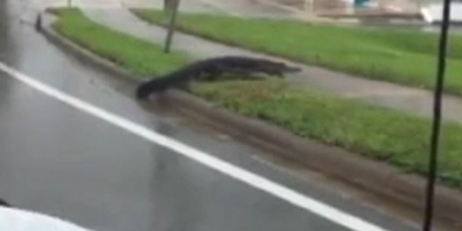 FLORİDA’DA SOKAKLAR TİMSAHLARA KALDI