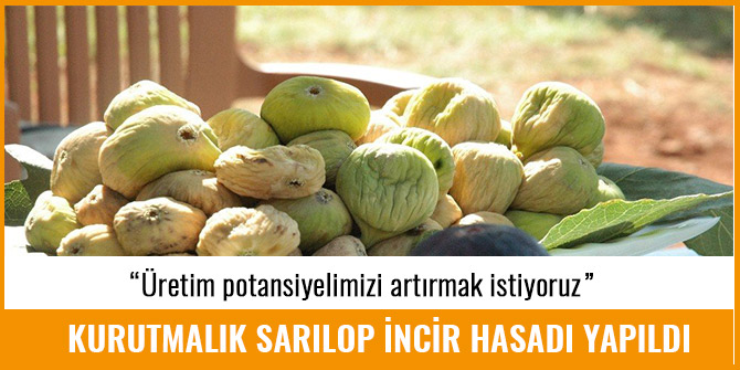 KURUTMALIK SARILOP İNCİR HASADI YAPILDI