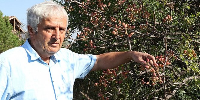 AĞAÇLARA YAPILAN AŞILAMAYLA ANTEP FISTIĞI ÜRETİLİYOR