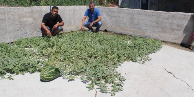 BETON ÇATLAKLARINDAN KARPUZ ÇIKTI