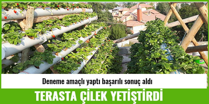 TERASTA ÇİLEK YETİŞTİRDİ