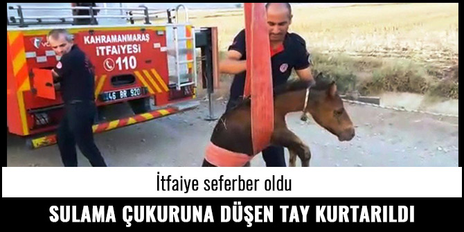 SULAMA ÇUKURUNA DÜŞEN TAY KURTARILDI