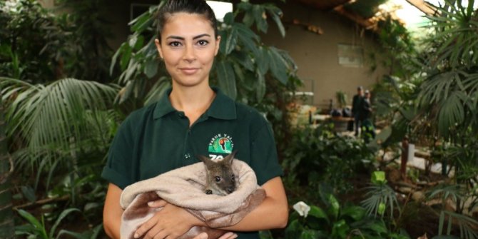 ANNESİ ÖLEN MİNİK KANGURUYA ANNELİK YAPIYOR