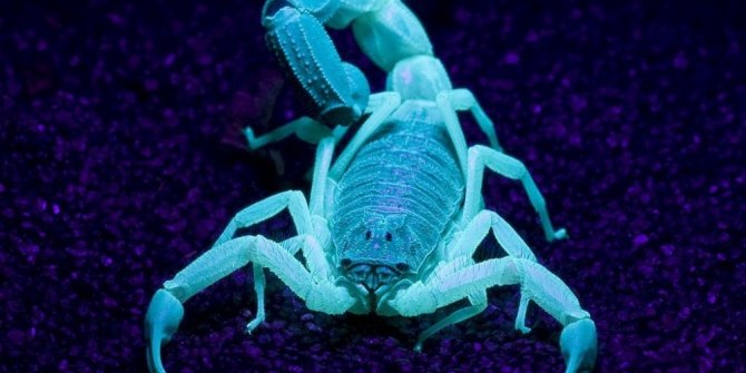 ORMANDA AKREP TOPLADI, 42 BİN 749 TL CEZA ALDI