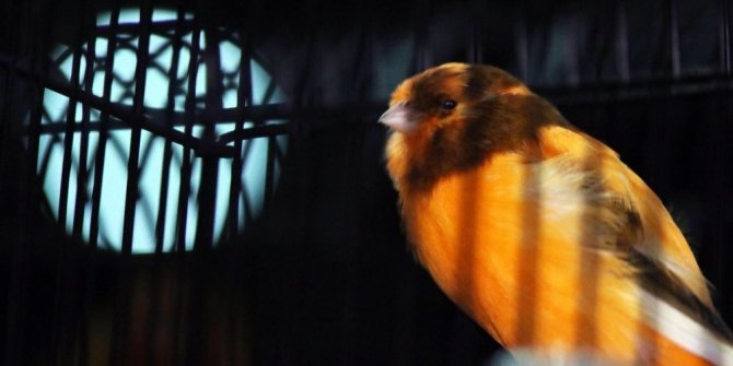 BU KANARYA  41 BİN LİRA!