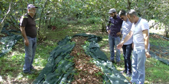 FINDIK HASADINDA MALİYETİ YÜZDE 80 DÜŞÜREN YÖNTEM