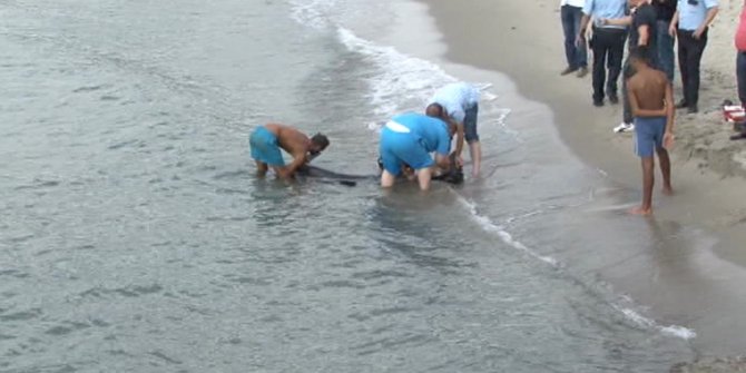 AVCILAR AÇIKLARINDA YARALI YUNUS ALARMI