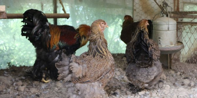 SÜS TAVUKLARI  PODYUMA ÇIKACAK