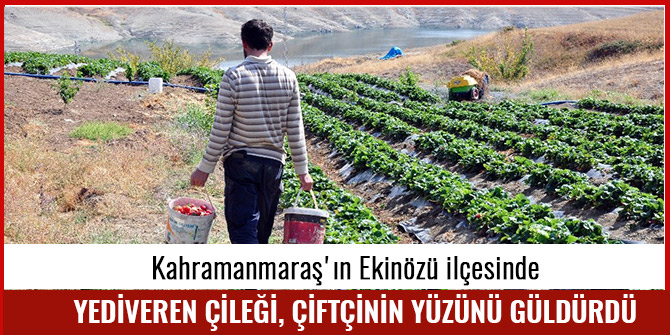 YEDİVEREN ÇİLEĞİ, ÇİFTÇİNİN YÜZÜNÜ GÜLDÜRDÜ