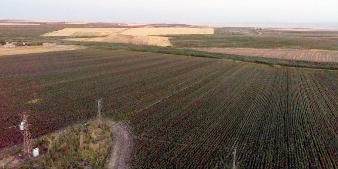 ÇİFTÇİNİN ‘BEYAZ ALTIN’ MUTLULUĞU