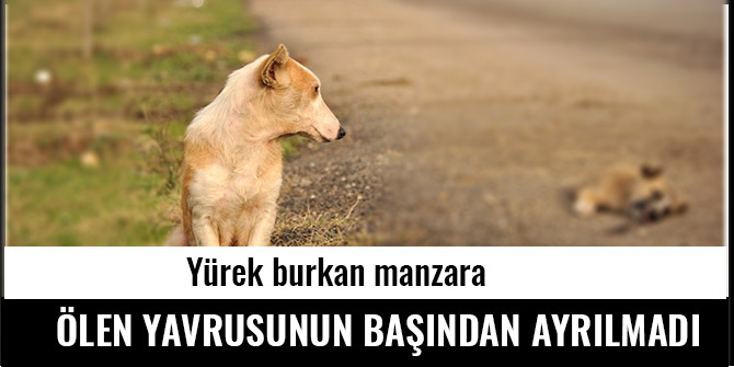 ÖLEN YAVRUSUNUN BAŞINDAN AYRILMADI
