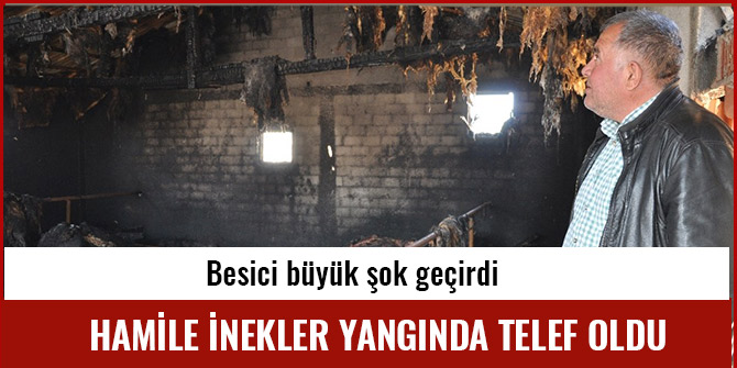 HAMİLE İNEKLER YANGINDA TELEF OLDU