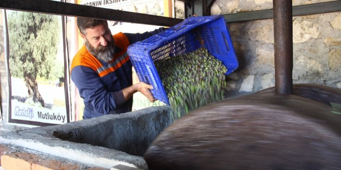 100 YILLIK SİSTEMLE "ZEYTİN SÜTÜ" ÜRETİYOR