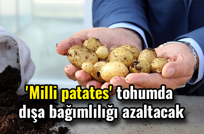 'MİLLİ PATATES' TOHUMDA DIŞA BAĞIMLILIĞI AZALTACAK