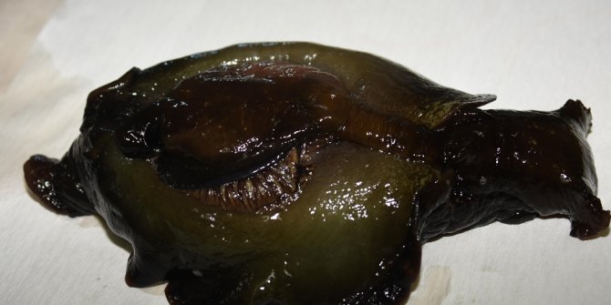 ÇANAKKALE BOĞAZINDA İLK KEZ GÖRÜLDÜ