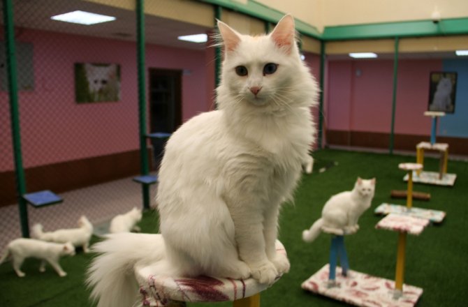 EN GÜZEL VAN KEDİSİ O