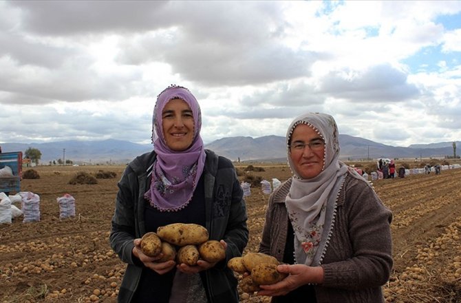 'KADIN ELİNDE YERLİ PATATES' PROJESİNDE HASAT BAŞLADI