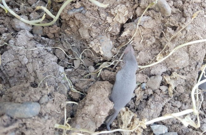 GÖRDÜKLERİ CANLI KARŞISINDA ŞAŞIP KALDILAR