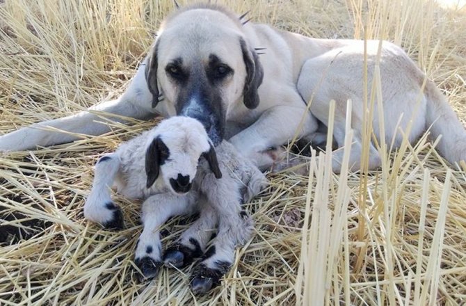 ÇOBAN KÖPEĞİNDEN VEFA ÖRNEĞİ
