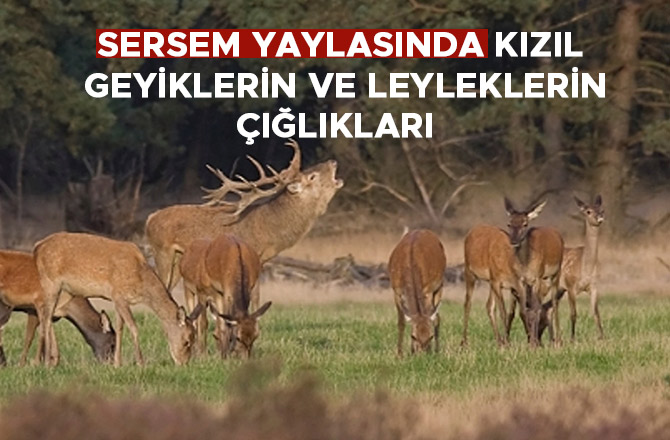 SERSEM YAYLASINDA KIZIL GEYİKLERİN VE LEYLEKLERİN ÇIĞLIKLARI