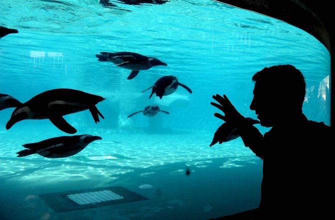 HAYVANAT BAHÇESİNİN GÖZDESİ PENGUEN VE FOKLAR