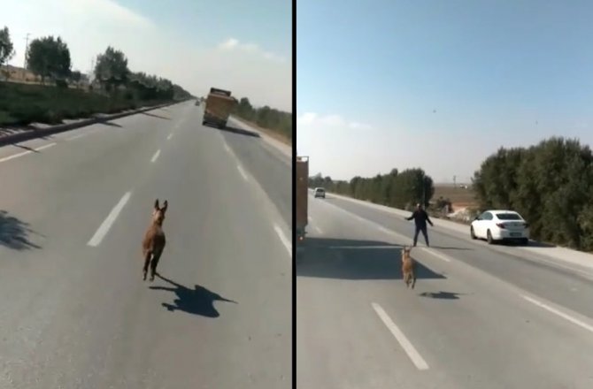 SIPANIN GÜLDÜREN YOLCULUĞU