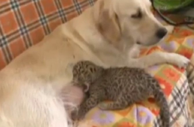 KÖPEK LEOPARA ANNELİK YAPIYOR