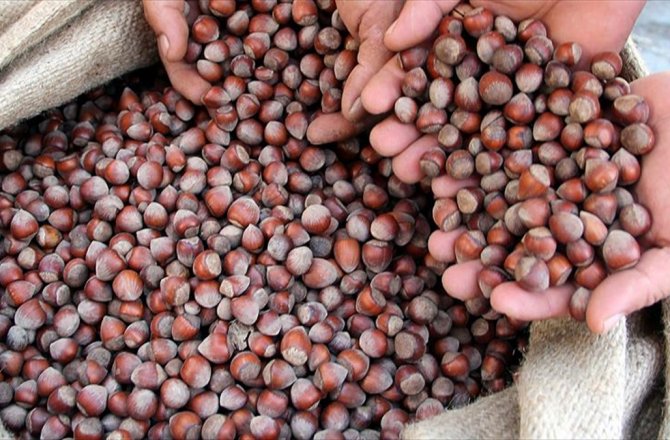 TMO 1 MİLYAR LİRALIK FINDIK ALDI