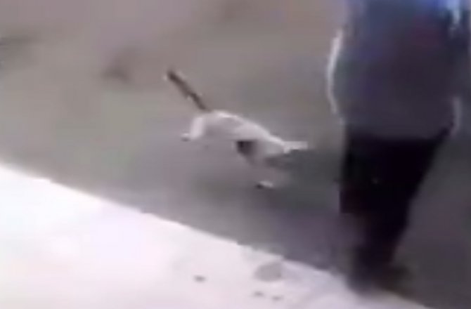 ÖFKELİ KEDİ ADAMA BÖYLE SALDIRDI