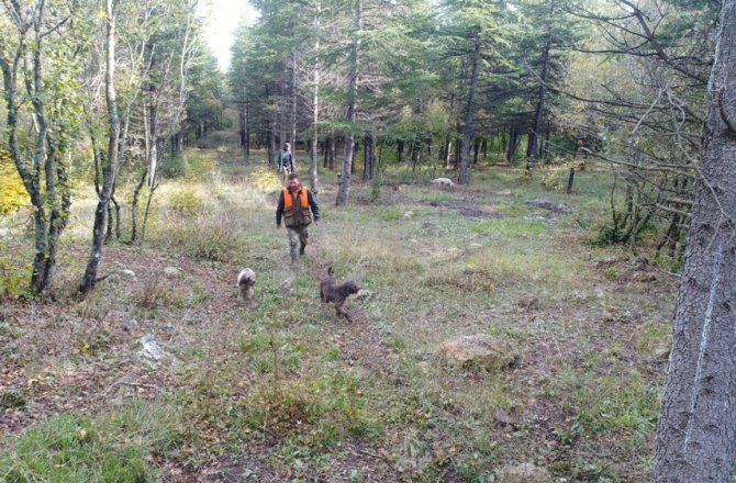DÜNYANIN EN PAHALI MANTARI BÖYLE TOPLANIYOR