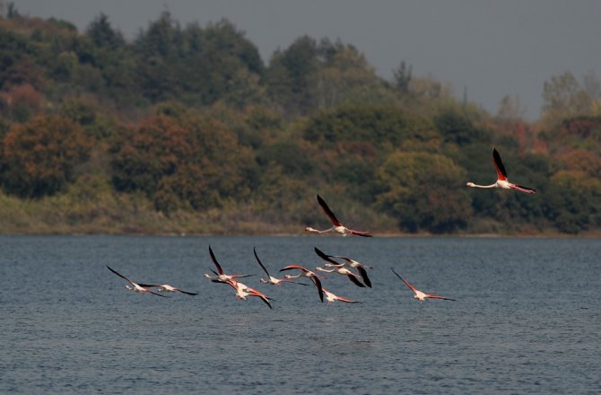 FLAMİNGOLAR TÜRKİYE’Yİ SEVDİ