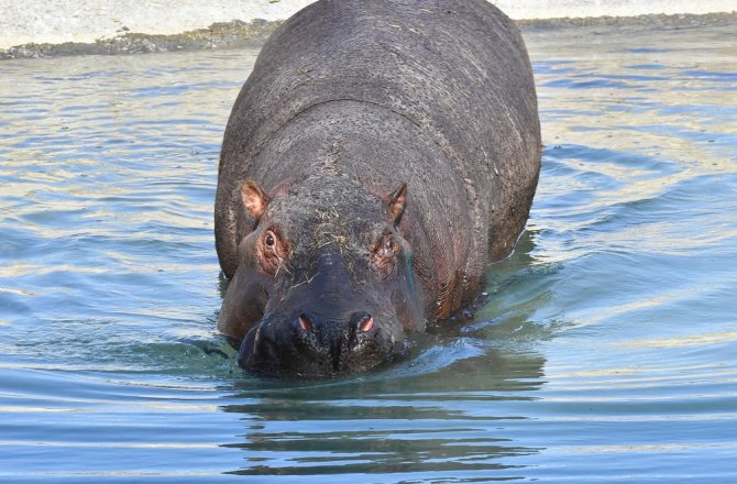 BERLİN’DE DOĞDU, İZMİRLİ OLDU