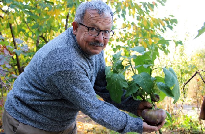 ÇOCUKLUĞUNDAKİ LEZZETİN PEŞİNE DÜŞTÜ, YÜZLERCE TOHUM ÜRETTİ
