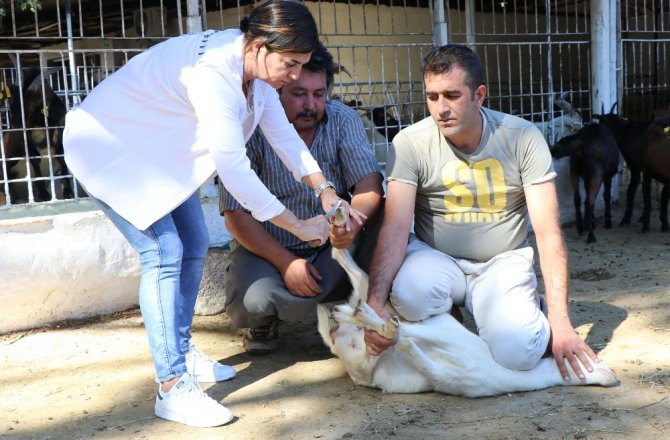 VERİMİ ARTTIRMAK İÇİN KEÇİLERE PEDİKÜR YAPIYORLAR