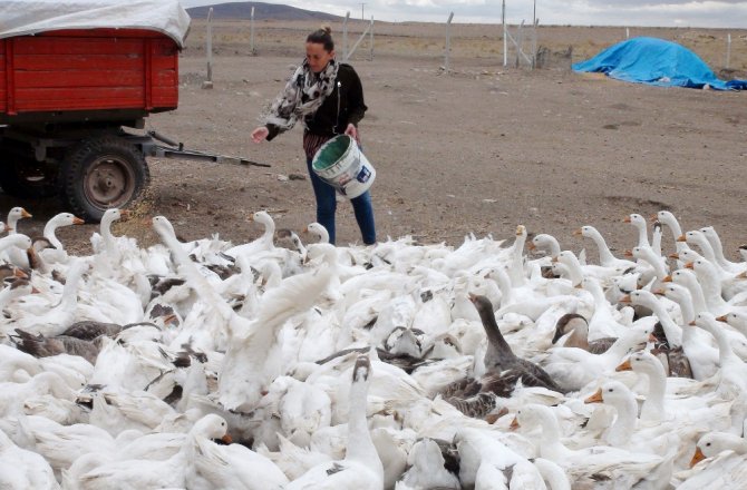 İŞSİZDİ, KÖYDE KURDUĞU KAZ TESİSİYLE PATRON OLDU