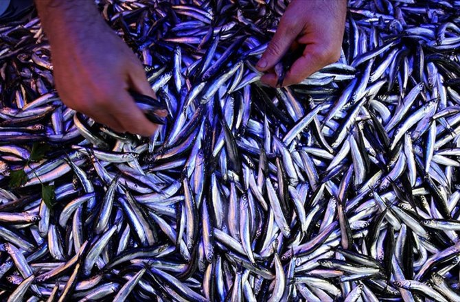 KARADENİZ'DE HAMSİ BEREKETİ