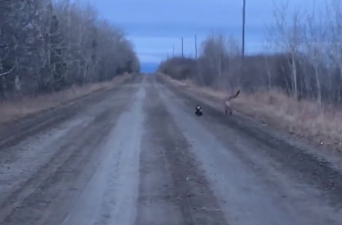 KENDİ KÜÇÜK, CESARETİ BÜYÜK