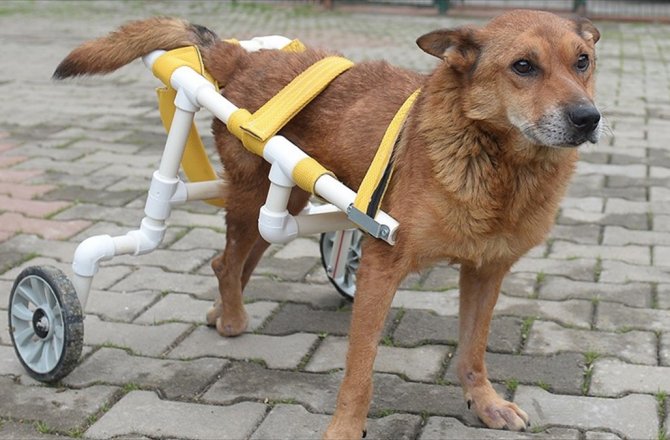 GARİP, YÜRÜTEÇLE AYAĞA KALKACAK