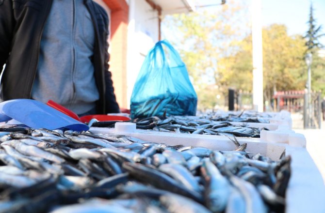 HAMSİNİN FİYATI DÜŞTÜ: TEZGAHA AKIN VAR