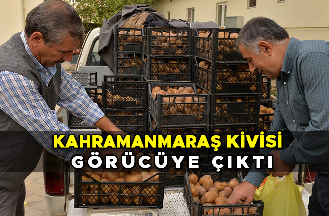 KAHRAMANMARAŞ KİVİSİ GÖRÜCÜYE ÇIKTI