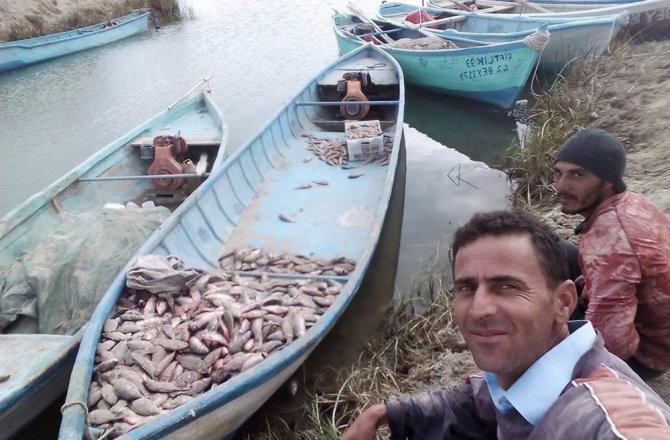 ÇİN SAZANI BALIKÇILARIN KORKULU RÜYASI OLDU