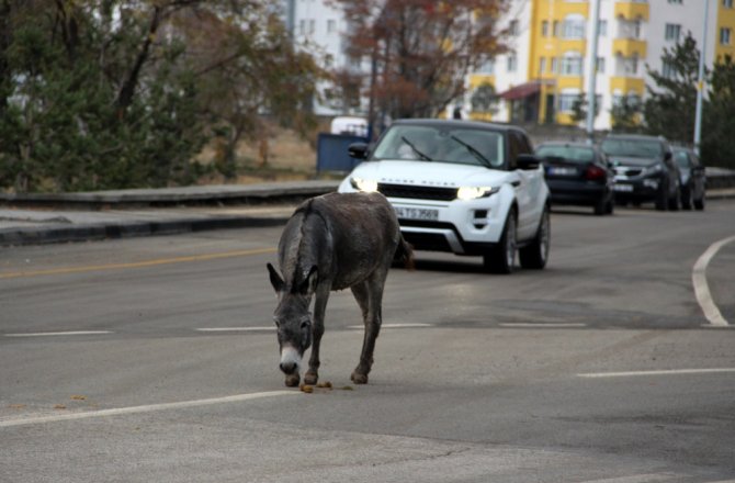 TRAFİKTEKİ BAŞIBOŞ EŞEK SÜRÜCÜLERİ ŞAŞIRTTI