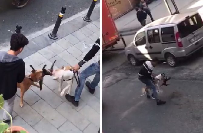İSTANBUL’DA PİTBULL VAHŞETİ KAMERADA