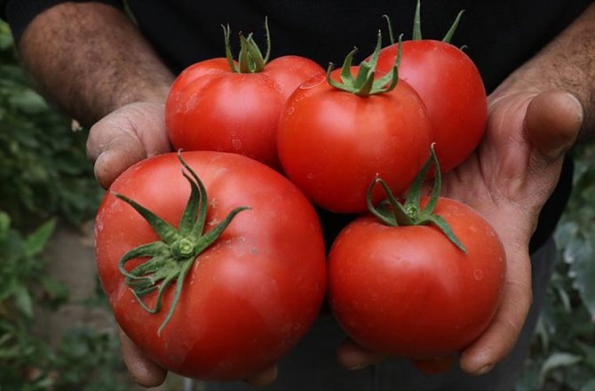 RUSYA'YA DOMATES İHRACATI ÜRETİCİLERİ UMUTLANDIRDI