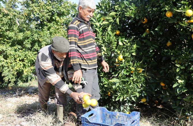 PORTAKALDA ERKEN HASAT BEREKETİ