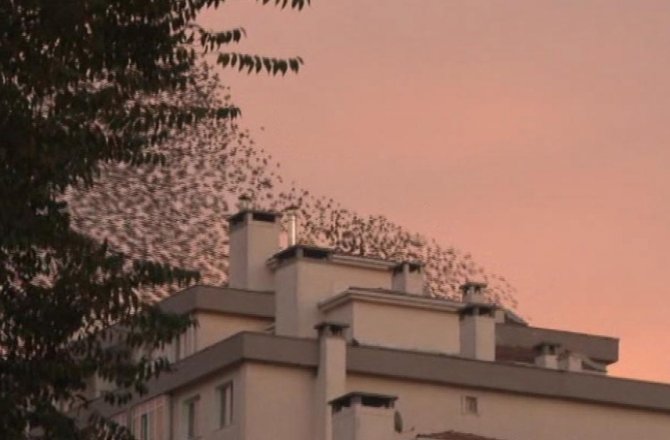 SIĞIRCIKLARIN GÜN BATIMI DANSI HAYRAN BIRAKTI