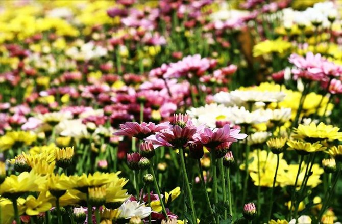 ÇUKUROVA'NIN VERİMLİ TOPRAKLARINDA 'KASIMPATI' ÜRETİYOR