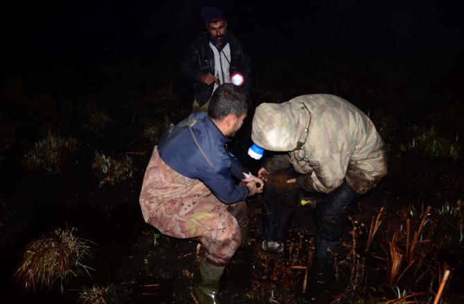 120 BÜYÜKBAŞ HAYVAN BATAKLIKTA MAHSUR KALDI